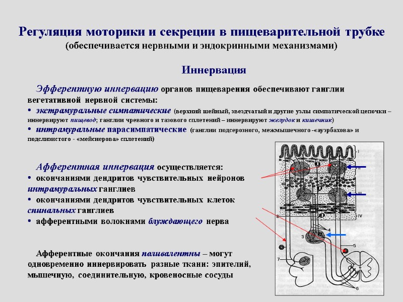 Регуляция моторики и секреции в пищеварительной трубке (обеспечивается нервными и эндокринными механизмами) Иннервация 